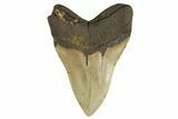 Serrated, Fossil Megalodon Tooth - Huge NC Meg #298811-2